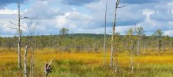 berezenskii-zapovednik-1